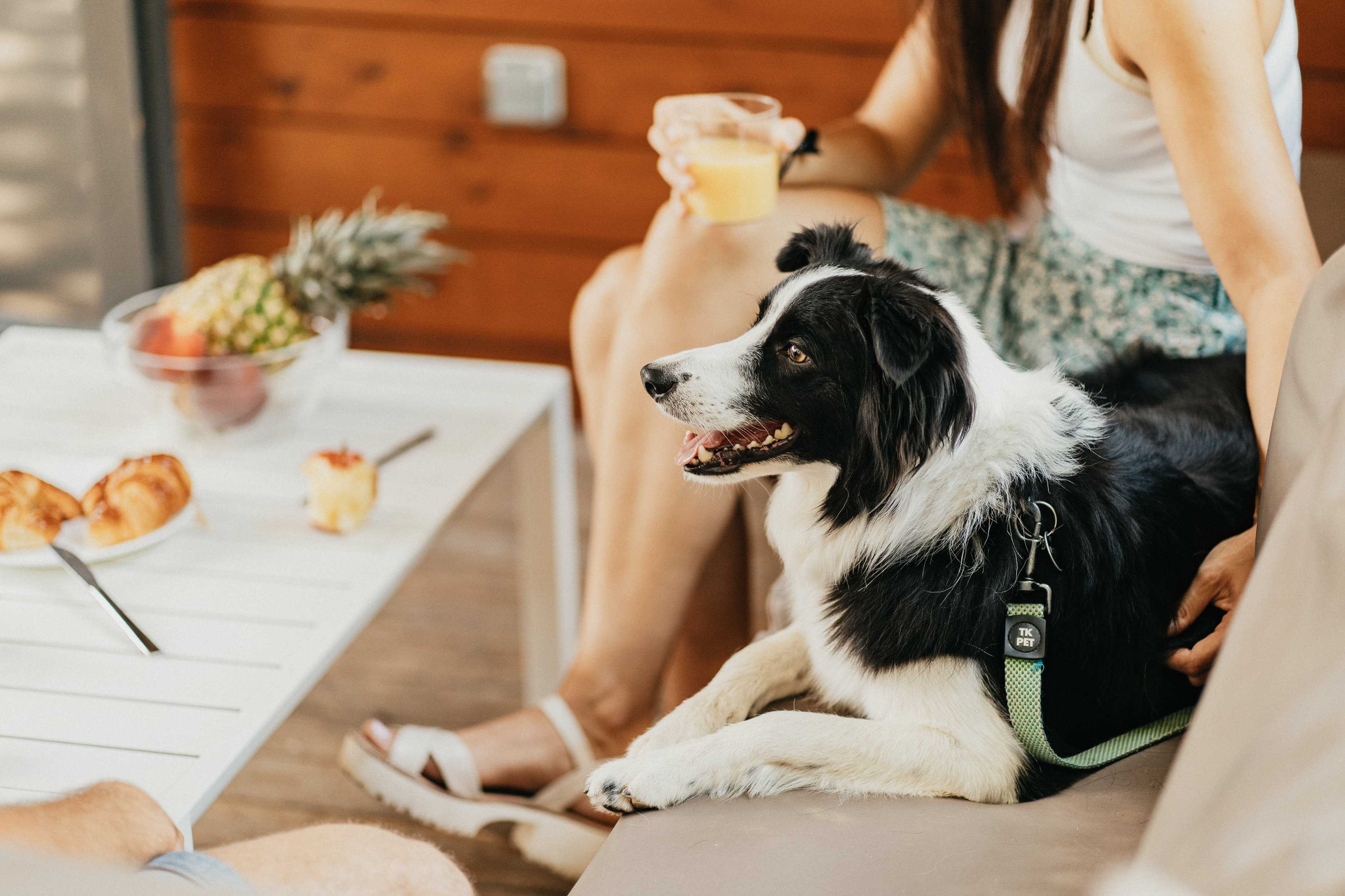 BUNGALOWS PET FRIENDLY : TOUT POUR VOTRE ANIMAL DE COMPAGNIE !