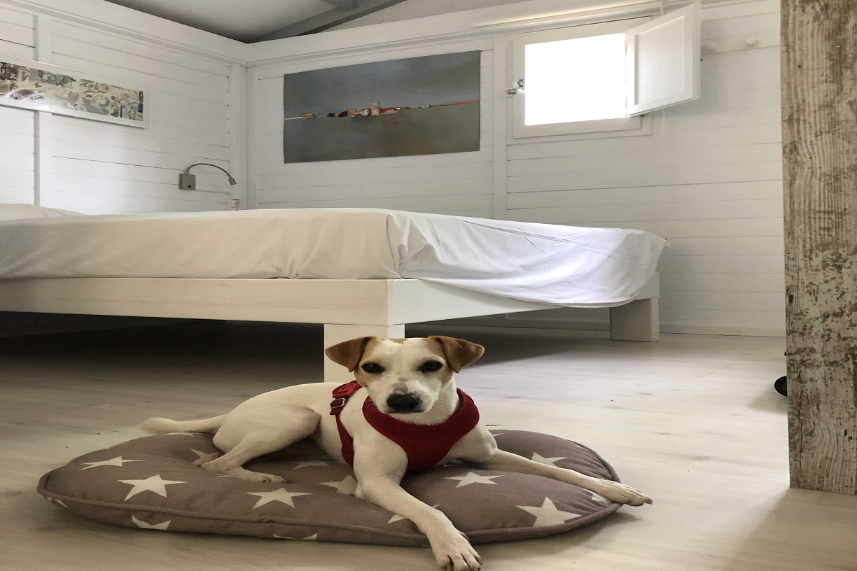 NEW IN 2021: Increase of  "Pet Friendly" bungalows