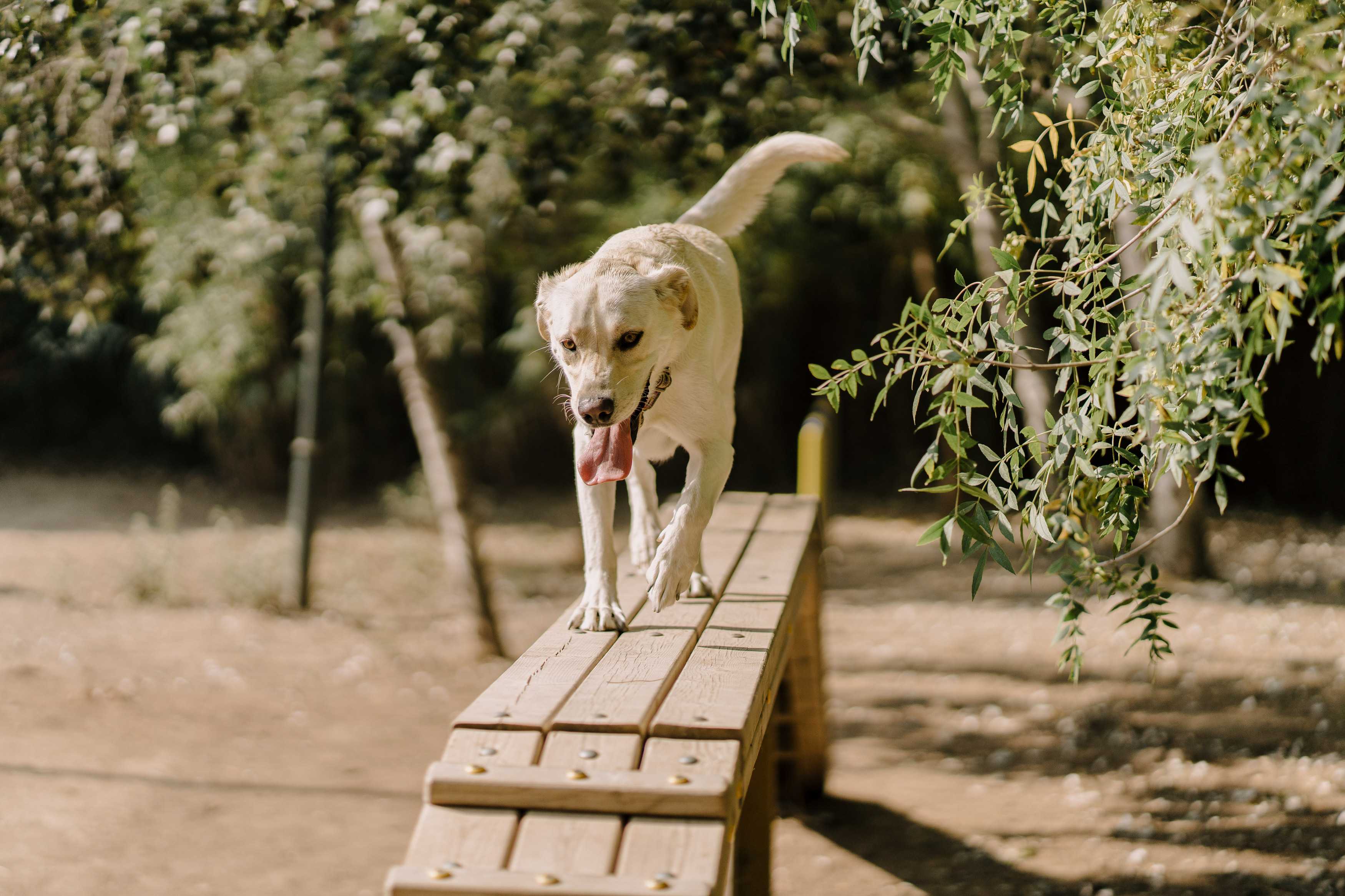 We verbeteren het Pet Friendly-aanbod voor 2024.